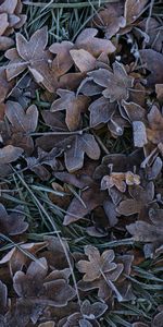 Nature,Grass,Leaves,Frost,Hoarfrost