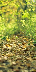 Nature,Grass,Leaves,Path,Trail,Autumn