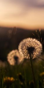 Nature,Grass,Macro,Dandelion,Fluff,Plant,Fuzz