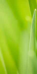 Naturaleza,Hierba,Verduras,Macro,Una Gota,Soltar,Enfocar,Centro De Atención,Rocío