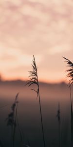 Naturaleza,Hierba,Macro,Niebla,Orejas,Enfocar,Centro De Atención,Espigas