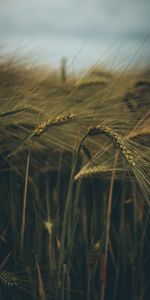 Nature,Grass,Macro,Field,Ear