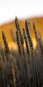 Macro,Domaine,Oreilles,Chaussures À Pointes,Champ,Herbe,Nature