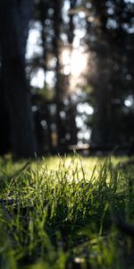 Naturaleza,Hierba,Macro,Parque,El Parque