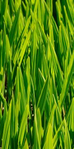 Nature,Grass,Macro,Stem,Stalk