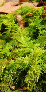 Nature,Grass,Moss,Bryophytes,Briofites