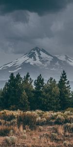 Nature,Grass,Mountain,Vertex,Top,Spruce,Fir,Snowbound,Snow,Snow Covered