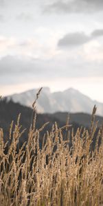 Nature,Grass,Mountains,Ears,Spikes,Field