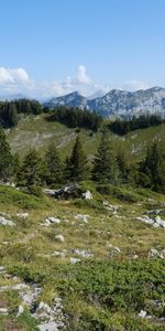 Nature,Grass,Mountains,Fir Trees,Trees,Landscape