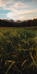 Herbe,Forêt,Lac,Nature,Montagnes