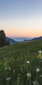 Nature,Grass,Mountains,Lawn,Trees,Landscape