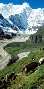 Nature,Grass,Mountains,Slope,Pasture,Cows