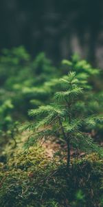 Nature,Grass,Needle,Macro,Needles,Seedling