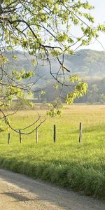 Herbe,Nature,Arbres,Clôture,Chemin