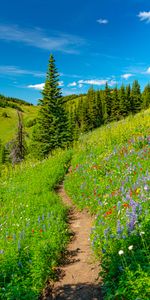 Nature,Grass,Path,Hills,Trees,Flowers