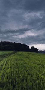 Nature,Grass,Path,Overcast,Field,Mainly Cloudy