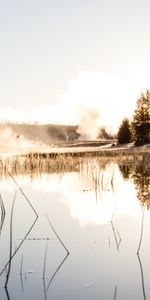 Naturaleza,Hierba,Reflexión,Niebla,Abeto