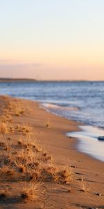 Nature,Grass,Sea,Horizon,Coast,Beach