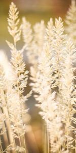 Nature,Grass,Shine,Ears,Spikes,Light,Fluff,Fuzz