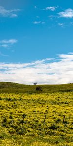 Naturaleza,Flores,Hierba,Cielo,Nubes,Cerro,Loma