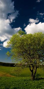 Nature,Grass,Sky,Clouds,Wood,Tree,Field,Meadow