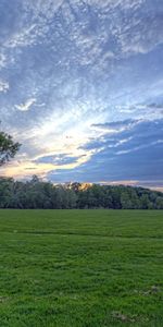 Nature,Grass,Sky,Clouds,Wood,Tree,Greens,Field,Evening,Air,Meadow