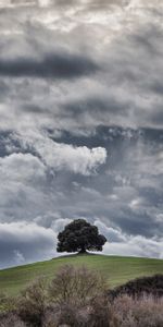 Naturaleza,Cielo,Nubes,Madera,Cerro,Loma,Hierba,Árbol,Principalmente Nublado,Nublado