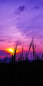 Sky,Herbe,Nature,Crépuscule