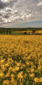 Nature,Grass,Sky,Field,Flowers