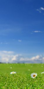 Nature,Grass,Sky,Field,Flowers,Sunny,Camomile