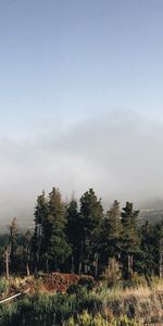 Nature,Grass,Sky,Forest,Fog