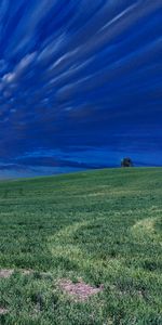 Nature,Grass,Sky,Horizon,Field,Evening