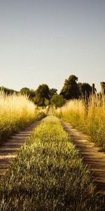 Naturaleza,Hierba,Camino,Sendero,Cielo