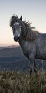 Animales,Naturaleza,Hierba,Cielo,Manchado,Irregular,Caballo