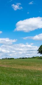 Nature,Grass,Sky,Tree,Field,Wood