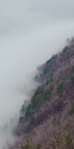 Hierba,Niebla,Cuesta,Pendiente,Cerro,Loma,Naturaleza