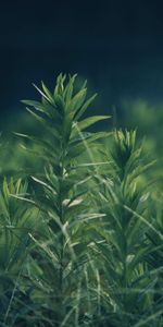 Nature,Grass,Smooth,Plant,Blur