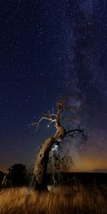 Nature,Grass,Stars,Night,Wood,Tree,Starry Sky,Snag