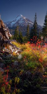 Nature,Grass,Stones,Vertex,Top,Wood,Tree,Vegetation,Shrubs,Ate,Snag,Stump