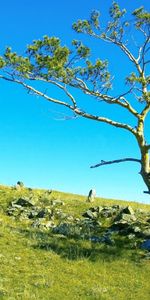 Nature,Grass,Stones,Wood,Tree,Branches,Branch,Slope,Siberia