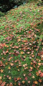 Nature,Grass,Stump,Leaves,Autumn