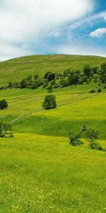 Nature,Grass,Summer,Sky,Field