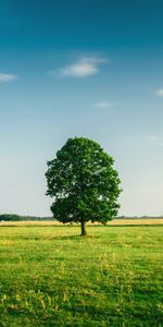 Nature,Grass,Summer,Tree,Field,Wood