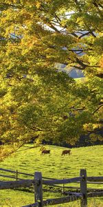 Bois,Nature,Arbre,Herbe,Été