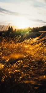 Nature,Grass,Sun,Beams,Rays,Ears,Spikes