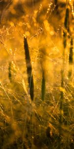 Herbe,Sun,Macro,Lumière,Nature,Briller
