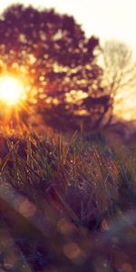 Nature,Grass,Sun,Wood,Tree,Branches,Branch,Disk,Focusing,Foreground