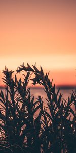 Nature,Grass,Sunset,Plant