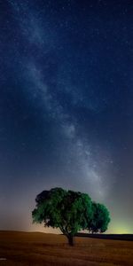 Nature,Grass,Tree,Field,Night,Wood,Starry Sky