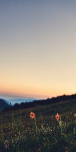 Nature,Grass,Twilight,Dusk,Lawn,Landscape,Flowers